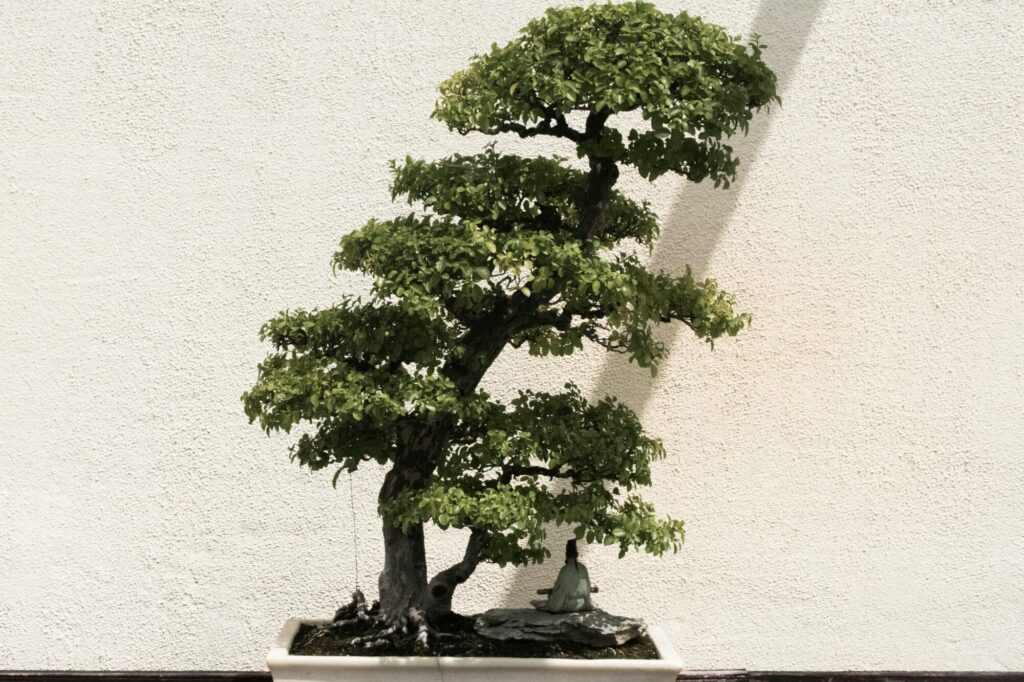 A beautifully shaped bonsai tree in a white ceramic pot against a neutral background.